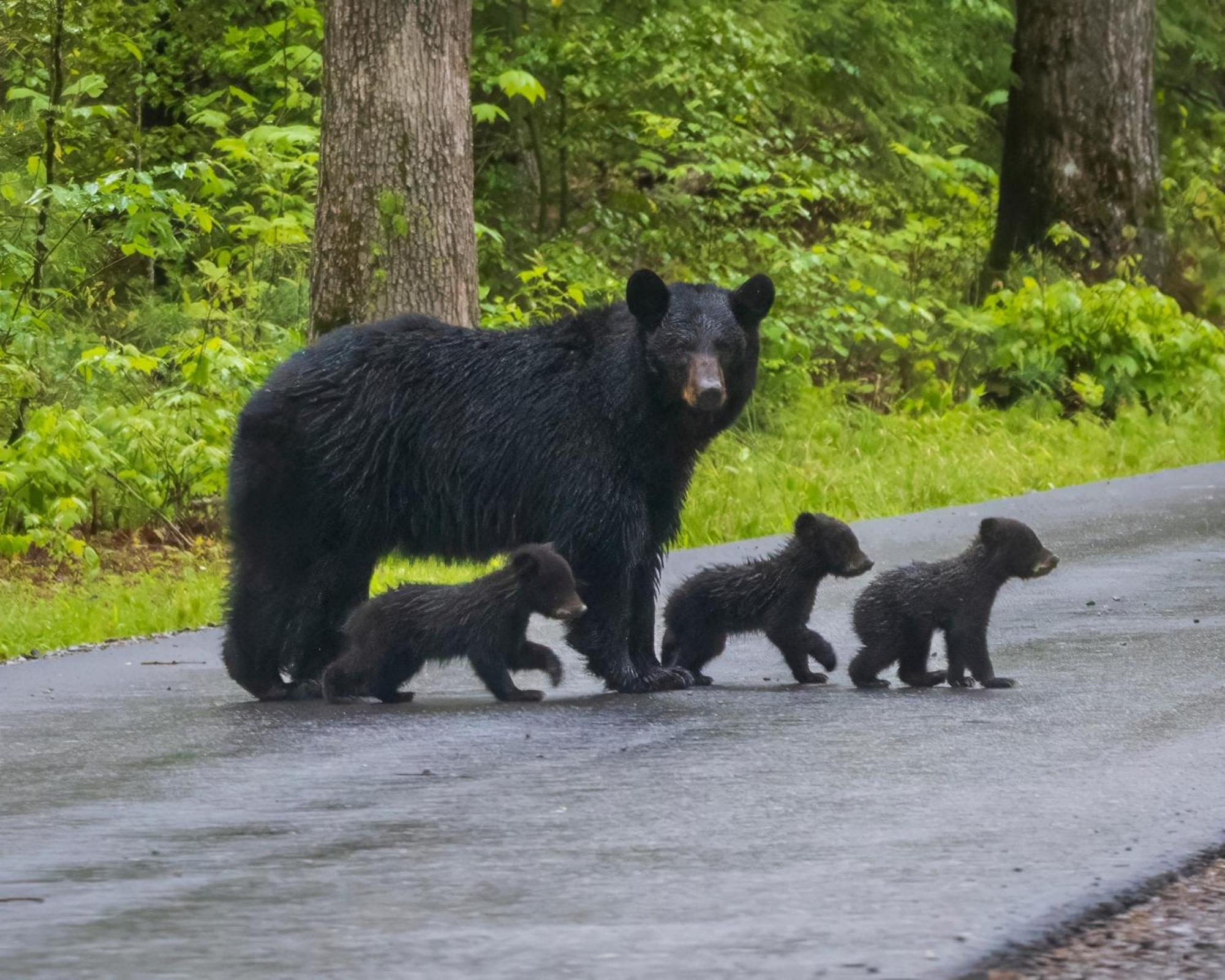 Maple Trails, Wifi, 1089 Free Tickets Each Paid Day, Dollywood And More Gatlinburg Exterior foto